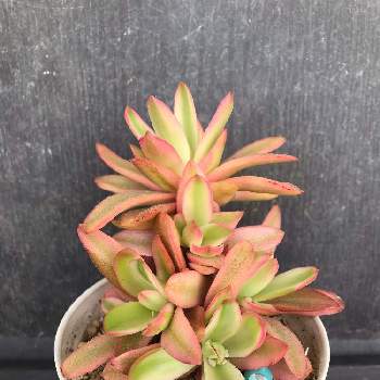 60個で送料込 売切れ 多肉植物 火祭り 写真全部 楽譜相授譚送料無料 インテリア小物 Journal Af