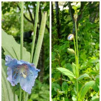 ヒマラヤの青い芥子の画像 by Nar2さん | お出かけ先とヒマラヤの青い芥子と青い花マニアと軽井沢レイクガーデンとヒマラヤの青いケシ♡