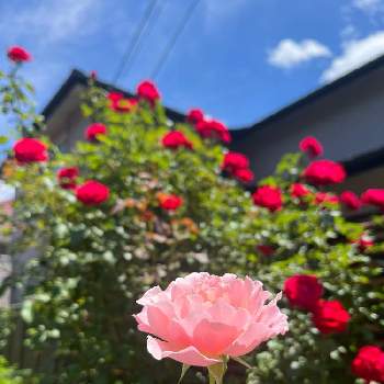 うっとり〜♡の画像 by chocomomさん | 小さな庭とうっとり〜♡といい香り〜♪と禁断のバラ♡