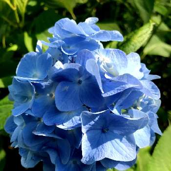 ブルーの花の画像 by NY 薄明光線さん | お出かけ先と山野草大好きと山野草と青色の花と北アルプスと山野草マニアとあじさいフォトコンテスト2022とブルーの花と多様性を愛する会