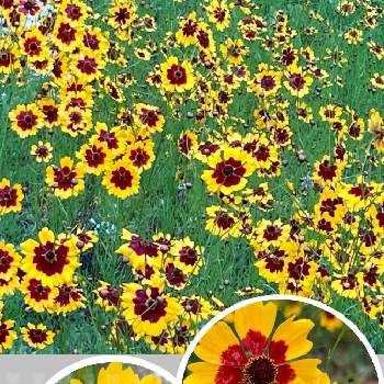 懐かしい花の画像 by ブンブンさん | ハルシャギクと夏を感じると懐かしい花とウォーキングの楽しみ