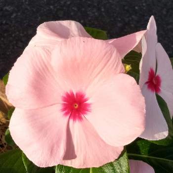 通りすがりの花の画像 by 松ちゃんさん | お出かけ先とスマホ撮りと通りすがりの花とにちにち草☀️