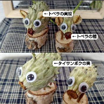 植物雑貨♪の画像 by natsumenobabaさん | 部屋とタイサンボクの若い実と幸せな時間と植物雑貨♪