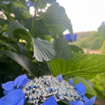 元気な月曜日❗️の画像 by ゆかりさん | 元気な月曜日❗️とチーム・ブルーNo133と青い花とその葉を写そう！2022とno more warと癒しの空間といつも心に太陽をとアジサイ　紫陽花と被災地にエールを…。と青い花マニアとチーム・ブルーとかわいいな♡と❤️癒されてと武器ではなく花をと夏色ブルーと青い花で梅雨景色2022