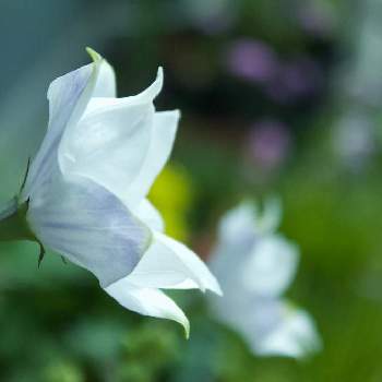 白花の画像 by miさん | キキョウと白花と八重咲きとおうち園芸