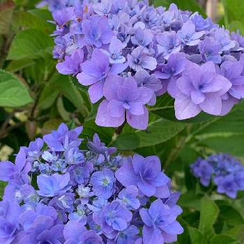 華やか✨の画像 by フーンさん | アジサイと華やか✨とお気に入り♡と♡ 綺麗 ♡と素敵な色合いと紫のお花