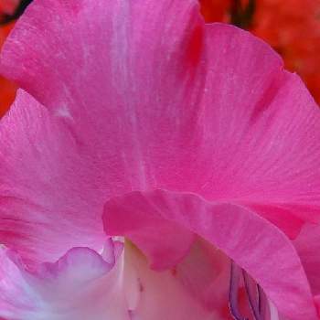 マクロ撮りの画像 by ❦THE HERMIT❦さん | お出かけ先とグラジオラスと光輝く花と刹那さと癒されとマクロ撮りと薄桃色と元気❗❗とピンクと本来の色と秘密のpicと大好きな花とヒカリと風の中