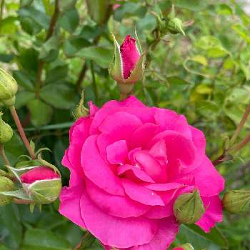 穏やかな日々を願っての画像 by シクラメンさん | 小さな庭とばら バラ 薔薇とピンク❤︎ピンクと穏やかな日々を願ってと元気もらえると月曜日にはバラをとお花とグリーンのある暮らしと武器ではなく花を