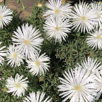 マツバギク、白の画像 by 美和子さん | マツバギク、白と花のある暮らしと白い花♡