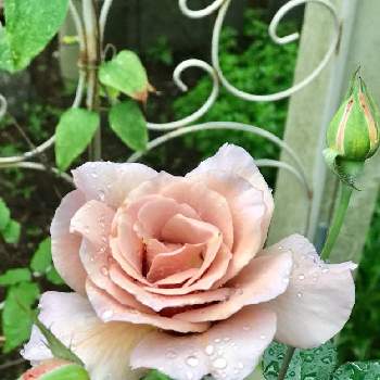 薔薇ジュリアの画像 by Rosemaryさん | 薔薇好きとバラ・ジュリアと薔薇ジュリアと猫とバラの日々