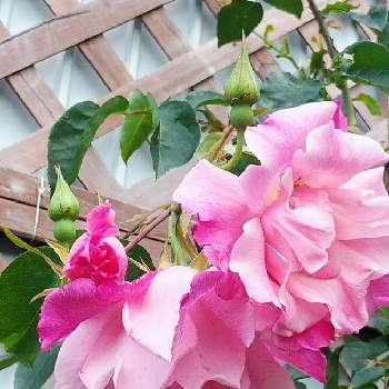 スパニッシュビューティーの画像 by マチコさん | 小さな庭とバラとスパニッシュビューティーと薔薇♪とピンク❤︎ピンク