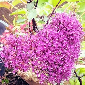 ゲゲゲの月曜日の画像 by sumiko87さん | 小さな庭とユウギリソウとゲゲゲの月曜日と元気貰える♡とハートの形と癒し…と美しい花と皆様に感謝とキキョウ科