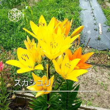 月曜日にビタミンカラーの画像 by フラワーポットさん | 畑と黄色い花と季節の花とユリ科と月曜日にビタミンカラー