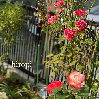 ノスタルジーの画像 by ヒロッピーさん | 小さな庭とノスタルジーと薔薇♡と薔薇  アラベスク