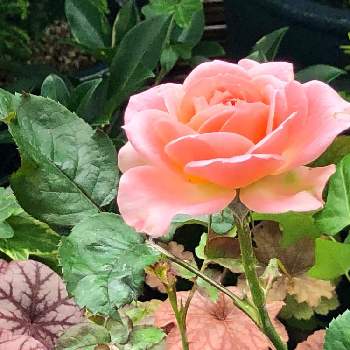 感謝を込めての画像 by あかりさん | バルコニー/ベランダとyu ＆ゆうクラブとピンクの花とピンク❤︎ピンクと世界に平和をと月曜日にはバラをと感謝を込めてと花のある暮らし