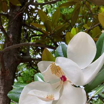 東山植物園の画像 by ちかぶんさん | お出かけ先と泰山木と泰山木(タイサンボク)と東山植物園