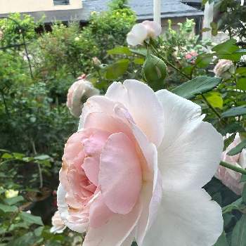 オリビアローズ オースチンの画像 by vogel ②さん | 小さな庭とオリビアローズ オースチンとERとばら バラ 薔薇