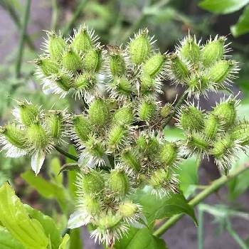 オルレアの種の投稿画像一覧 Greensnap グリーンスナップ