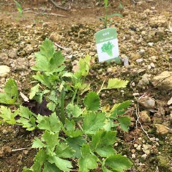 セロリの栽培の投稿画像一覧 Greensnap グリーンスナップ