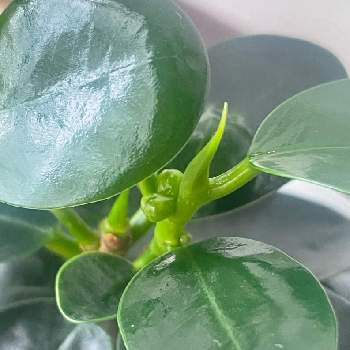 丸い葉っぱの投稿画像一覧 Greensnap グリーンスナップ