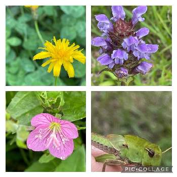 ブタクサの投稿画像一覧 Greensnap グリーンスナップ