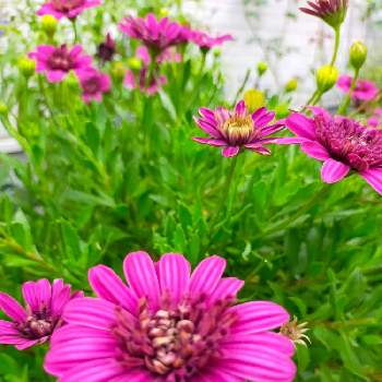 オステオスペルマム ダブルの画像 by 律さん | 小さな庭とお花大好き♡と手作りの庭とオステオスペルマム ダブルと優しい花に癒やされてとピンク色の花と花のある暮らし