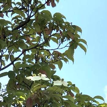 ミズキ科ミズキ属の投稿画像一覧 Greensnap グリーンスナップ