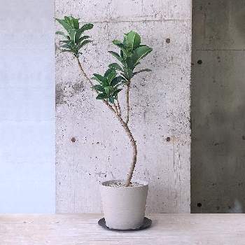 in tokyoの画像 by cagiさん | インテリアとフィカス・エラスティカ 'アポロ'と観葉植物と植物のある暮らしとインダストリアルと武蔵小山とdesignとTRANSHIPとin tokyoとgreenとグリーンショップとparklife