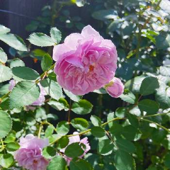 レイニー・ブルー,好きな花,庭に咲く花,花のある風景,薔薇好きの画像