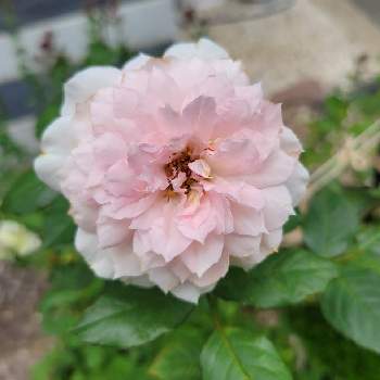 バラ シャリマーの画像 by serenityさん | 小さな庭とバラ シャリマーとバラとばら バラ 薔薇と庭の花と鉢植えとガーデニングと二番花