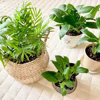 Ikea 鉢カバーの投稿画像一覧 Greensnap グリーンスナップ