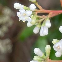 サンゴジュ,花壇,ガーデニング,山野草,花木の画像