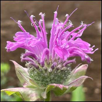 タイマツソウの投稿画像一覧 Greensnap グリーンスナップ