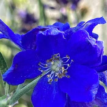 ブルーの花の画像 by かじゅさん | 庭に咲く花と青色の花とデルフィニウム ミントブルー.と綺麗と デルフィニウムとガーデニングと新潟県と花のある暮らしとブルーの花とチーム新潟
