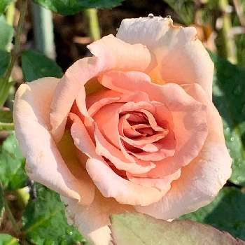 ジュリアの画像 by nanamimiさん | 広い庭とジュリアと薔薇愛同盟と薔薇のある暮らし♡とおうち園芸とナチュラルスタイルとガーデニングと花のある暮らしとバラを楽しむ