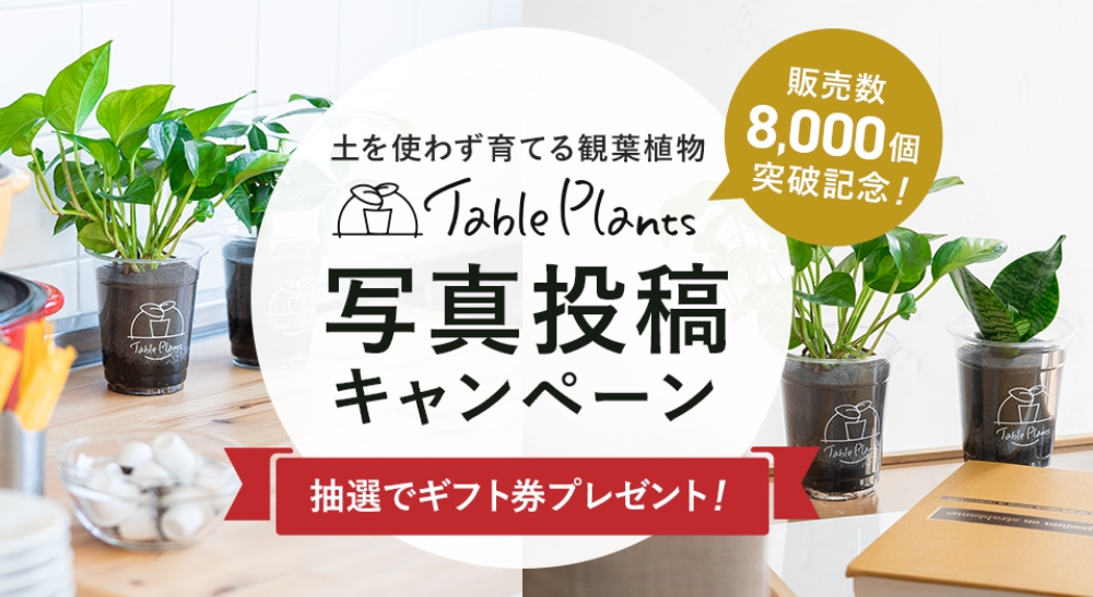 販売数8,000個突破記念！ 土を使わず育てる観葉植物「テーブルプランツ」写真投稿キャンペーン