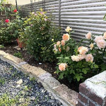 手作り花壇の画像 by H1207さん | バラ　ヘヴンオンアースとバラとヘブンオンアースとガーデニングと手作りの庭と手作り花壇とおうち園芸