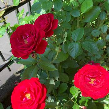 赤薔薇の画像 by エリカさん | 小さな庭とスマホ撮影とバラ ディープボルドーとビックリ！！と薔薇愛同盟とありがとう♡と薔薇2番花と美しい色とおうち園芸と強い子と薔薇を楽しむとナチュラルスタイルと花のある暮らしと薔薇♪と赤薔薇と良い香りと咲いた！
