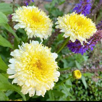 月曜日にビタミンカラーの画像 by まっしゅさん | 小さな庭とシャスターデージー ルナとおうち園芸と月曜日にビタミンカラーと黄色の花とかわちいと花のある暮らし