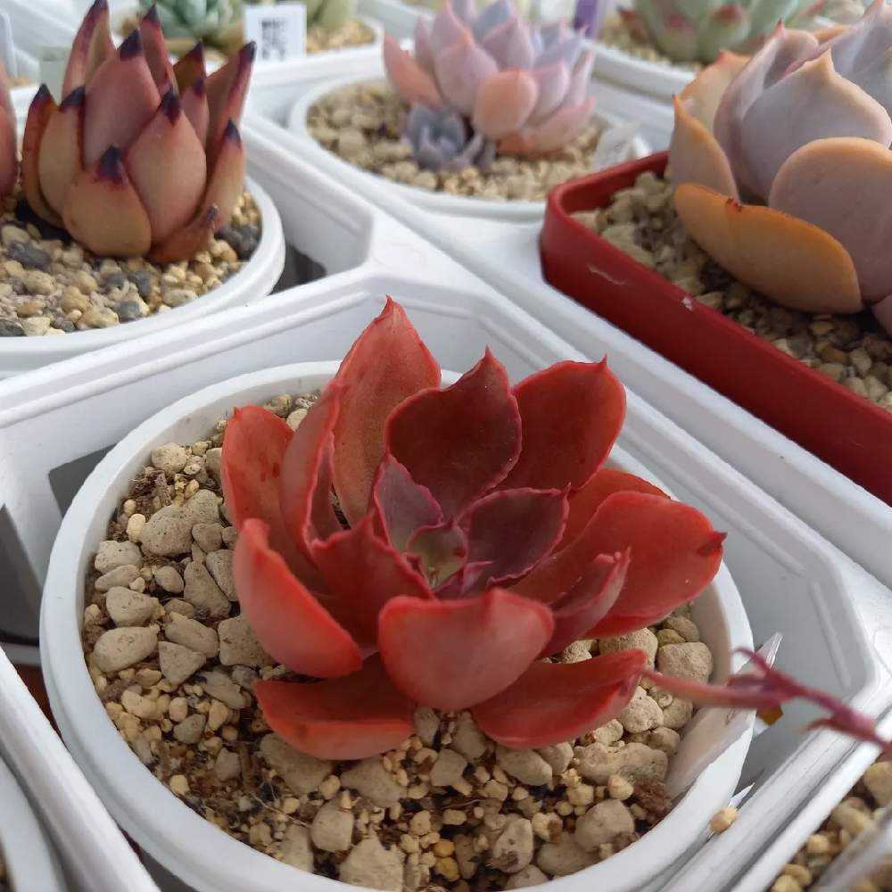 313🌹あずき サビホン ペインテッドフリル｜🍀GreenSnap（グリーン