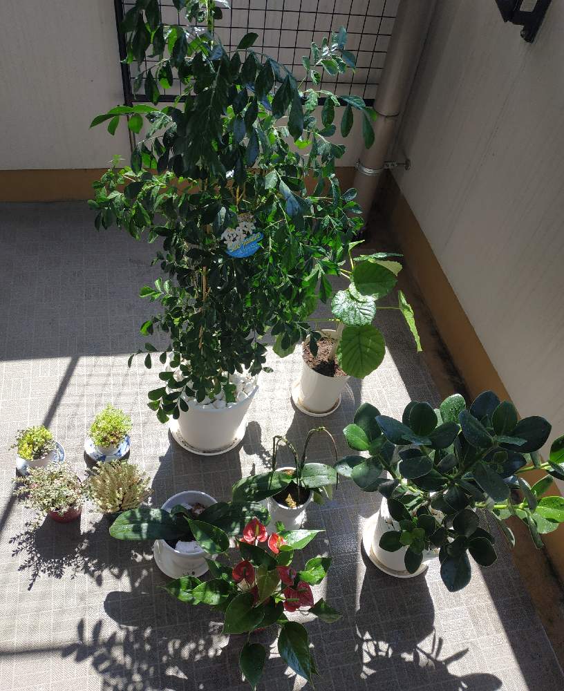 ウンベラータの投稿画像 By Rainbowさん クルシアロゼアと胡蝶蘭 こちょうらん とシルクジャスミンとリトルミッシーと胡蝶蘭とゲッキツ シルクジャスミン とアンスリウムとパリダム 22月6月27日 Greensnap グリーンスナップ Greensnap グリーンスナップ