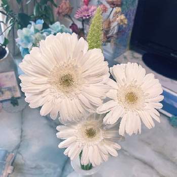 食卓に花,生花,花のある暮らし,白い花, ガーベラの画像