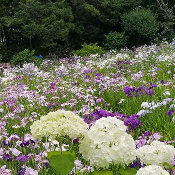ショウブ,花菖蒲,アジサイ,本土寺,季節を楽しむの画像