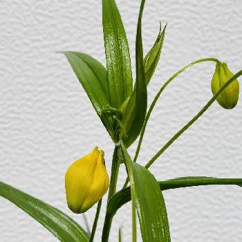 チャイニーズランタンの投稿画像一覧 Greensnap グリーンスナップ