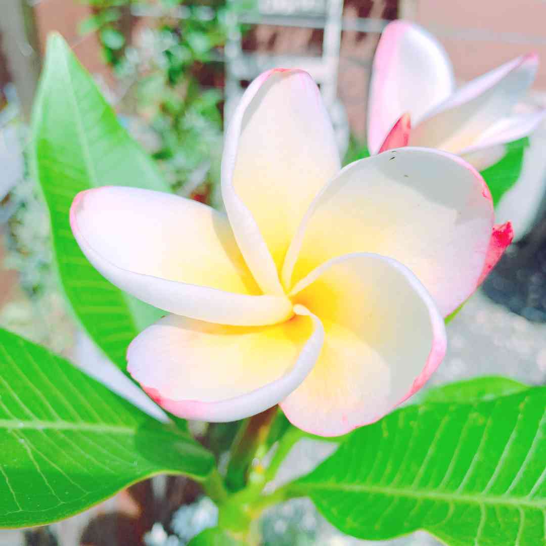 プルメリア セラダインの一覧｜🍀GreenSnap（グリーンスナップ）