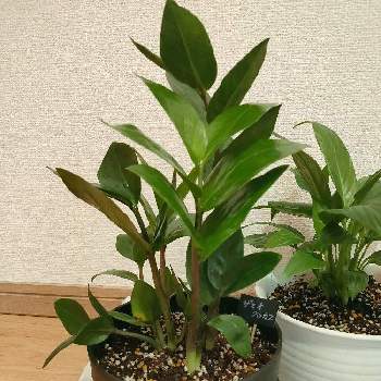 ダイソー300円観葉植物の投稿画像一覧 Greensnap グリーンスナップ