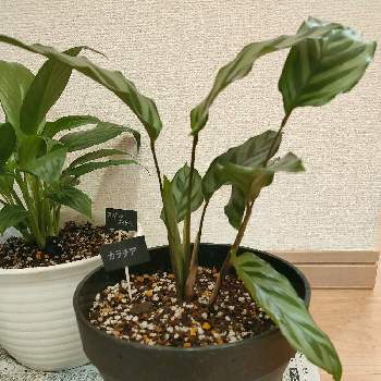 ダイソー300円観葉植物の投稿画像一覧 Greensnap グリーンスナップ