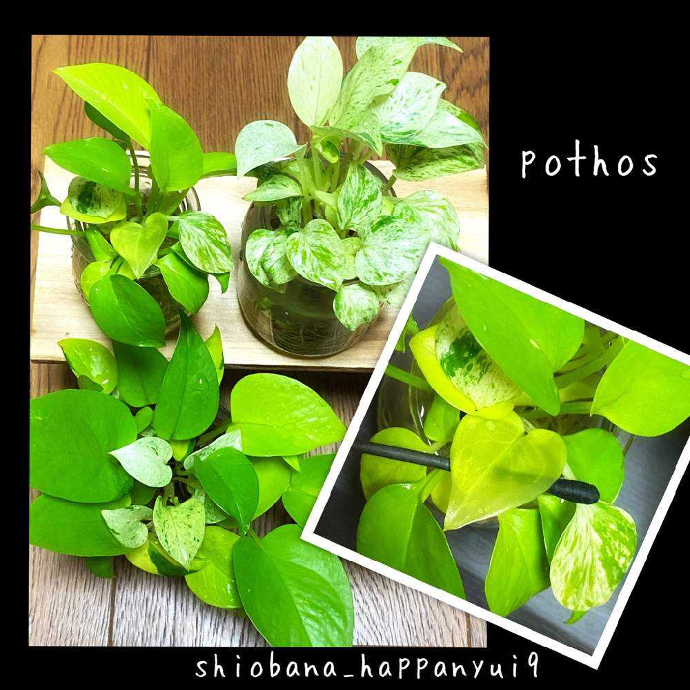 透明ポトスの不思議 Greensnap グリーンスナップ