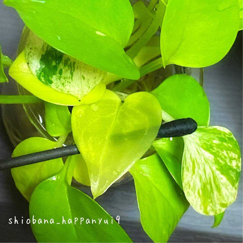 透明ポトスの不思議 Greensnap グリーンスナップ