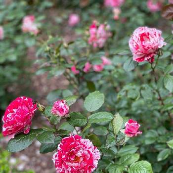 薔薇 センチメンタルの画像 by nanana-3さん | お出かけ先と薔薇 センチメンタルと良い香り♡と素敵✨✨とありがとう♡と楽しみとお散歩と綺麗✨✨と札幌百合が原公園と喜び
